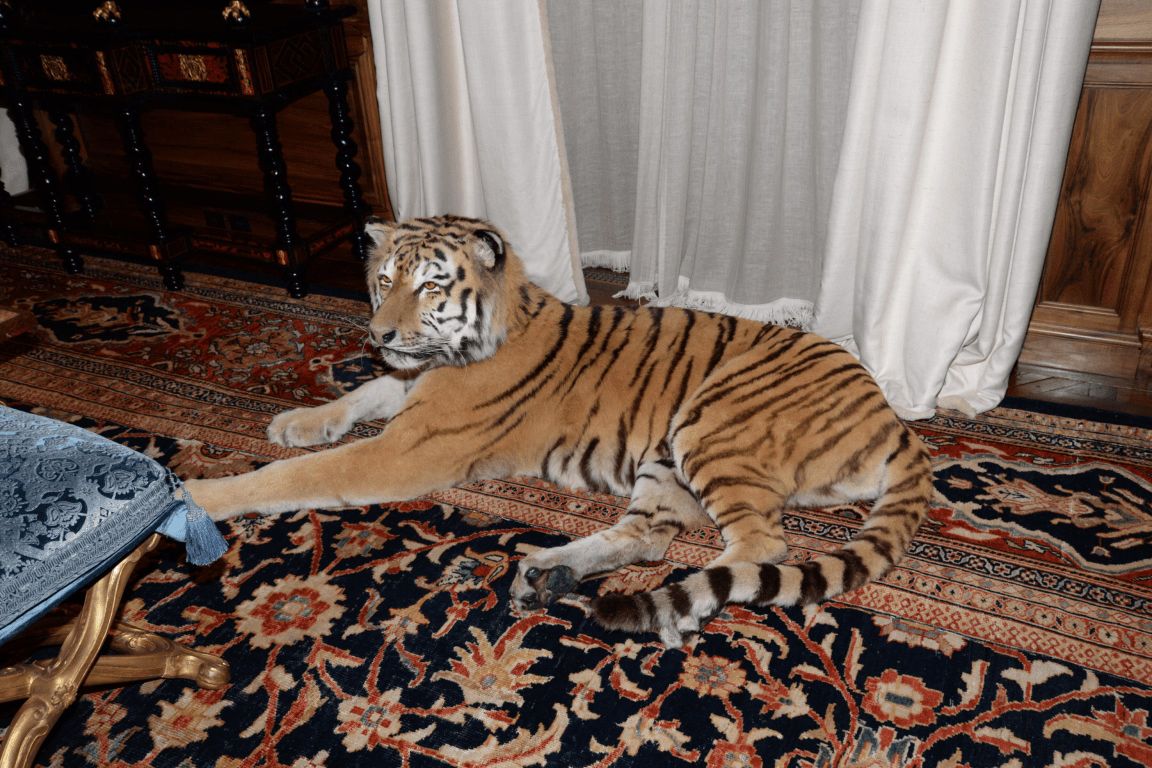 Taxidermy tiger on the floor of Epstein's piano room, 9 East 71st Street.